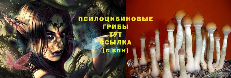 Псилоцибиновые грибы Magic Shrooms  Покровск 